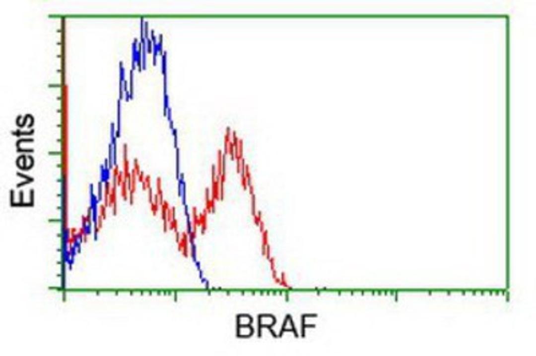 Flow Cytometry: B Raf Antibody (5A9) [NBP1-47668] - HEK293T cells transfected with either overexpression plasmid (Red) or empty vector control plasmid (Blue) were immunostained by anti-B Raf antibody, and then analyzed by flow cytometry.