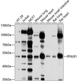 Western blot - IFNLR1 antibody (A10082)