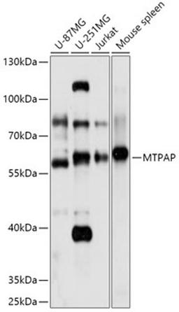 Western blot - MTPAP antibody (A17715)