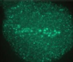 Immunocytochemistry/Immunofluorescence: Aurora B Antibody [NB100-294] - IF analysis fo Aurora B in RPE-1 cells. Verified customer review from 1DegreeBio.