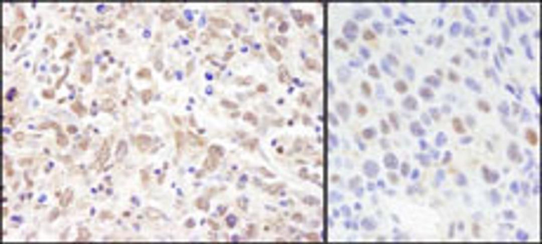 Detection of human and mouse Sin3A by immunohistochemistry.