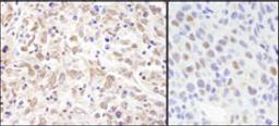 Detection of human and mouse Sin3A by immunohistochemistry.