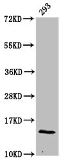 Western Blot. Positive WB detected in: 293 whole cell lysate. All lanes: HIST1H2BC antibody at 0.27µg/ml. Secondary. Goat polyclonal to rabbit IgG at 1/50000 dilution. Predicted band size: 14 kDa. Observed band size: 14 kDa