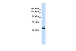 Antibody used in WB on Human Brain at 0.2-1 ug/ml.