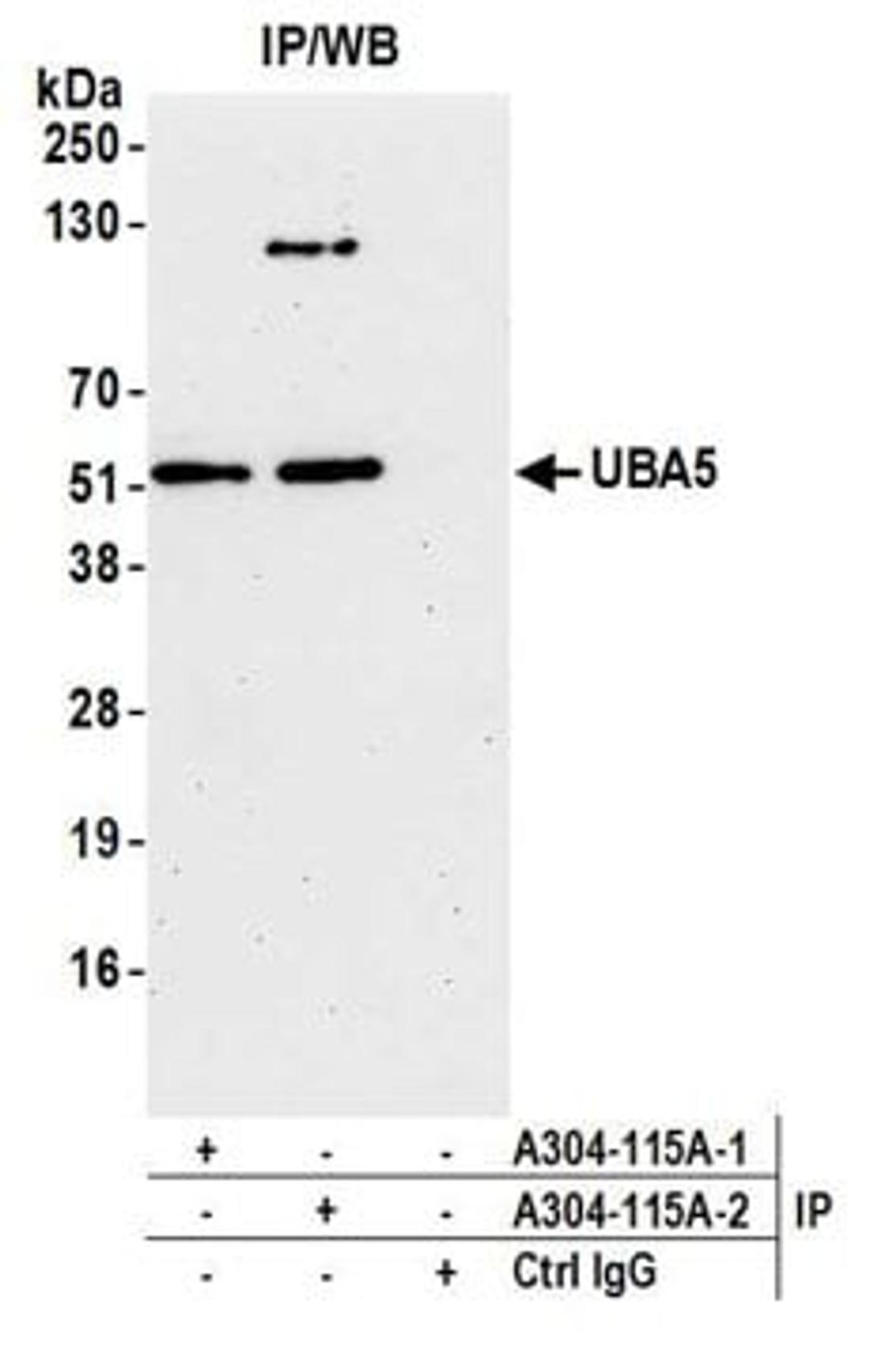 Detection of human UBA5 by western blot of immunoprecipitates.