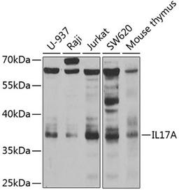 Western blot - IL17A antibody (A12454)