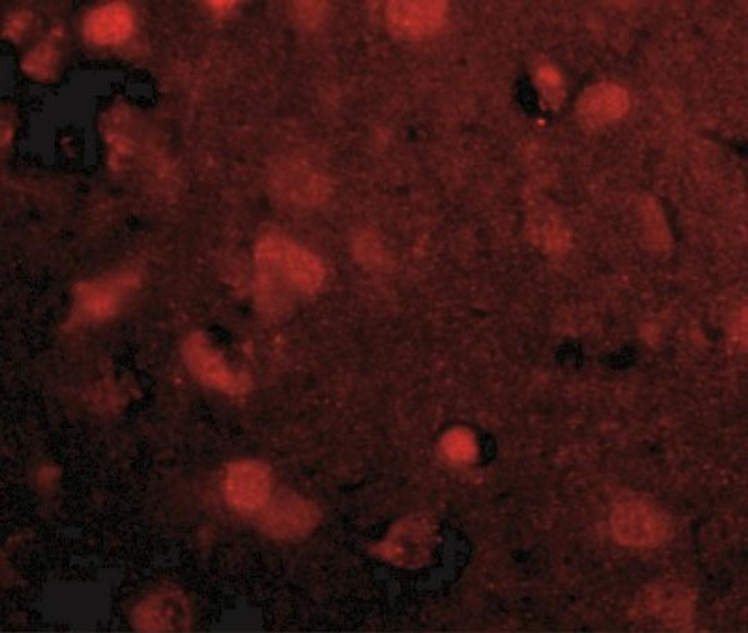 Immunofluorescence: SLITRK4 Antibody [NBP1-76875] - Human brain tissue with slitrk4 antibody at 20 ug/mL.