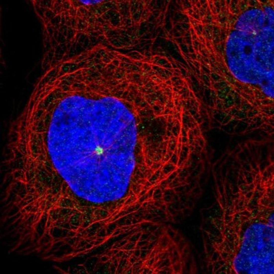 Immunocytochemistry/Immunofluorescence: EYA4 Antibody [NBP1-85546] - Immunofluorescent staining of human cell line A-431 shows positivity in centrosome.