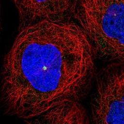 Immunocytochemistry/Immunofluorescence: EYA4 Antibody [NBP1-85546] - Immunofluorescent staining of human cell line A-431 shows positivity in centrosome.