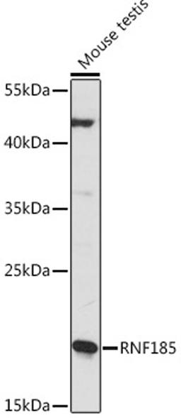 Western blot - RNF185 Rabbit pAb (A16158)