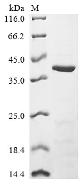 (Tris-Glycine gel) Discontinuous SDS-PAGE (reduced) with 5% enrichment gel and 15% separation gel.