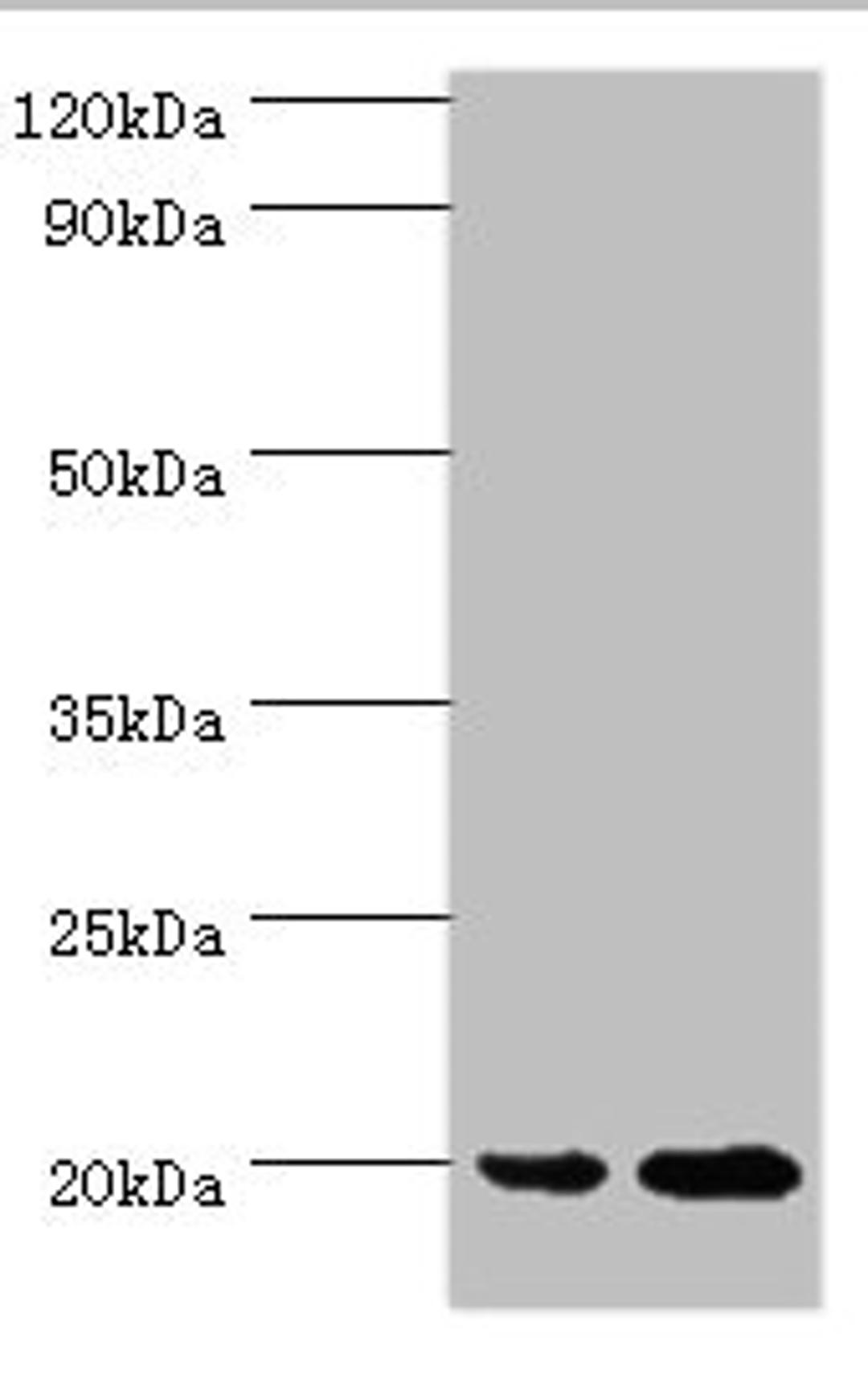 Western blot. All lanes: ARF6 antibody at 2ug/ml. Lane 1: 293T whole cell lysate. Lane 2: HepG2 whole cell lysate. Secondary. Goat polyclonal to rabbit IgG at 1/10000 dilution. Predicted band size: 20 kDa. Observed band size: 20 kDa. 