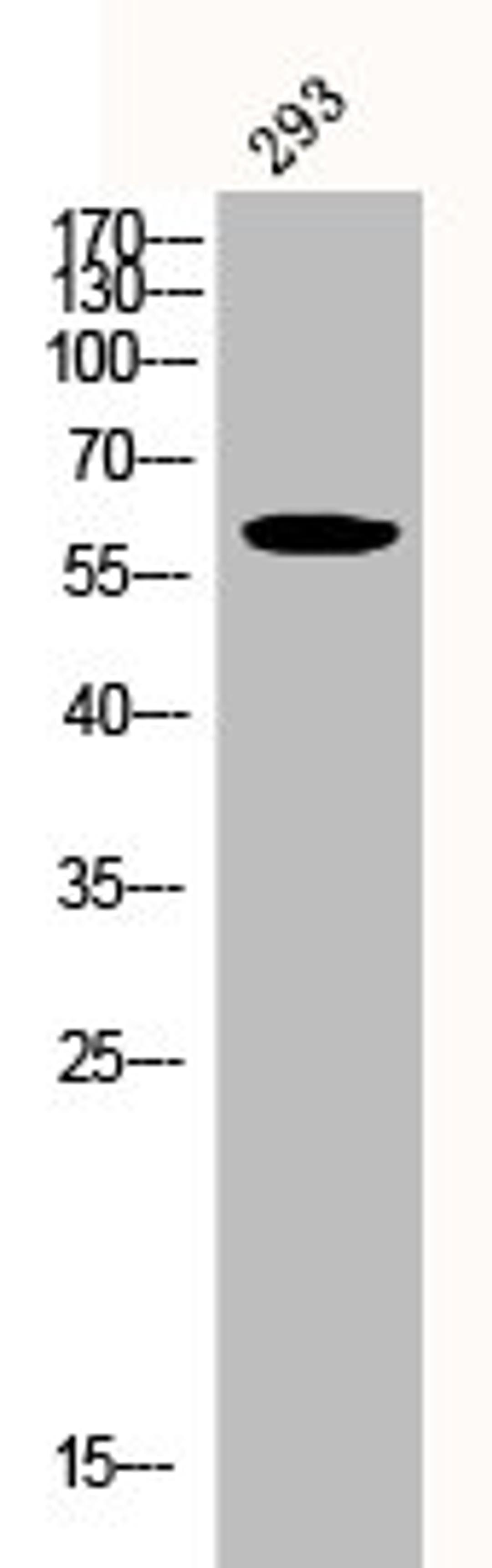 Western Blot analysis of 293 cells using Phospho-Akt (Y326) Polyclonal Antibody