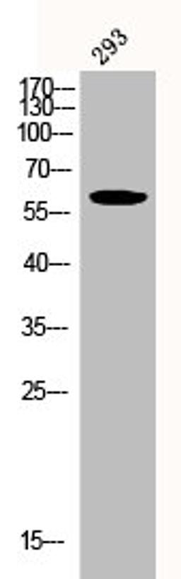 Western Blot analysis of 293 cells using Phospho-Akt (Y326) Polyclonal Antibody