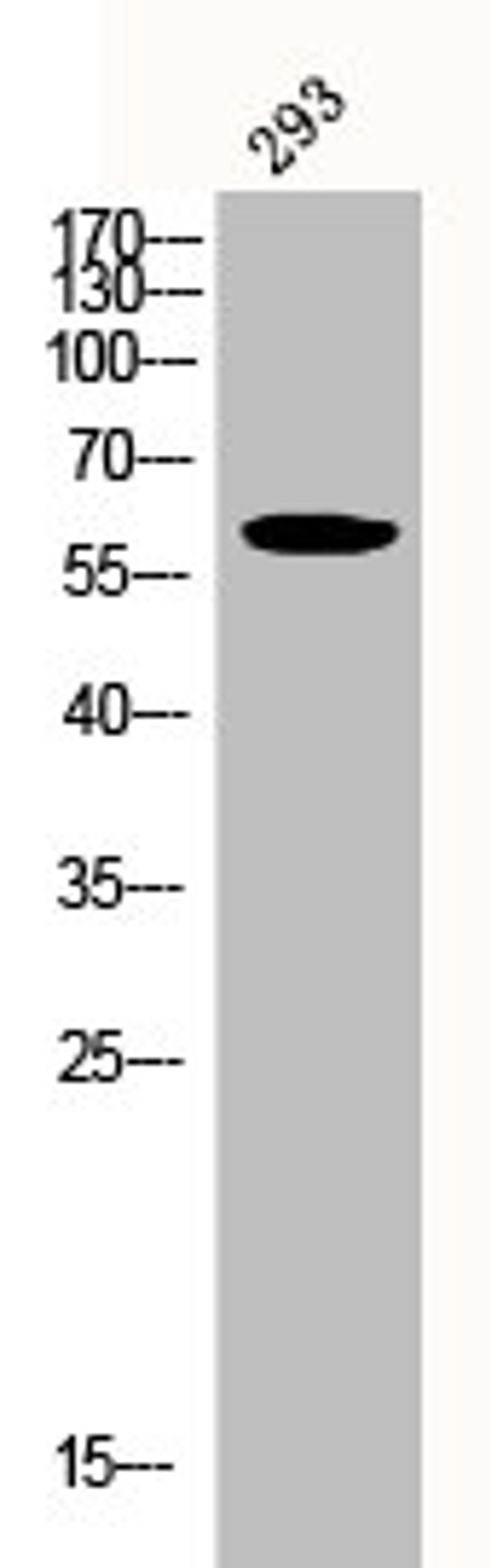 Western Blot analysis of 293 cells using Phospho-Akt (Y326) Polyclonal Antibody