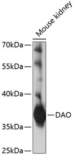 Western blot - DAO antibody (A5309)