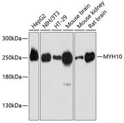 Western blot - MYH10 antibody (A12029)