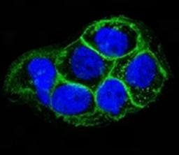 Immunofluorescent testing of A431 cells and Alexa Fluor conjugated EGFR antibody (green) with DAPI nuclear stain (blue).