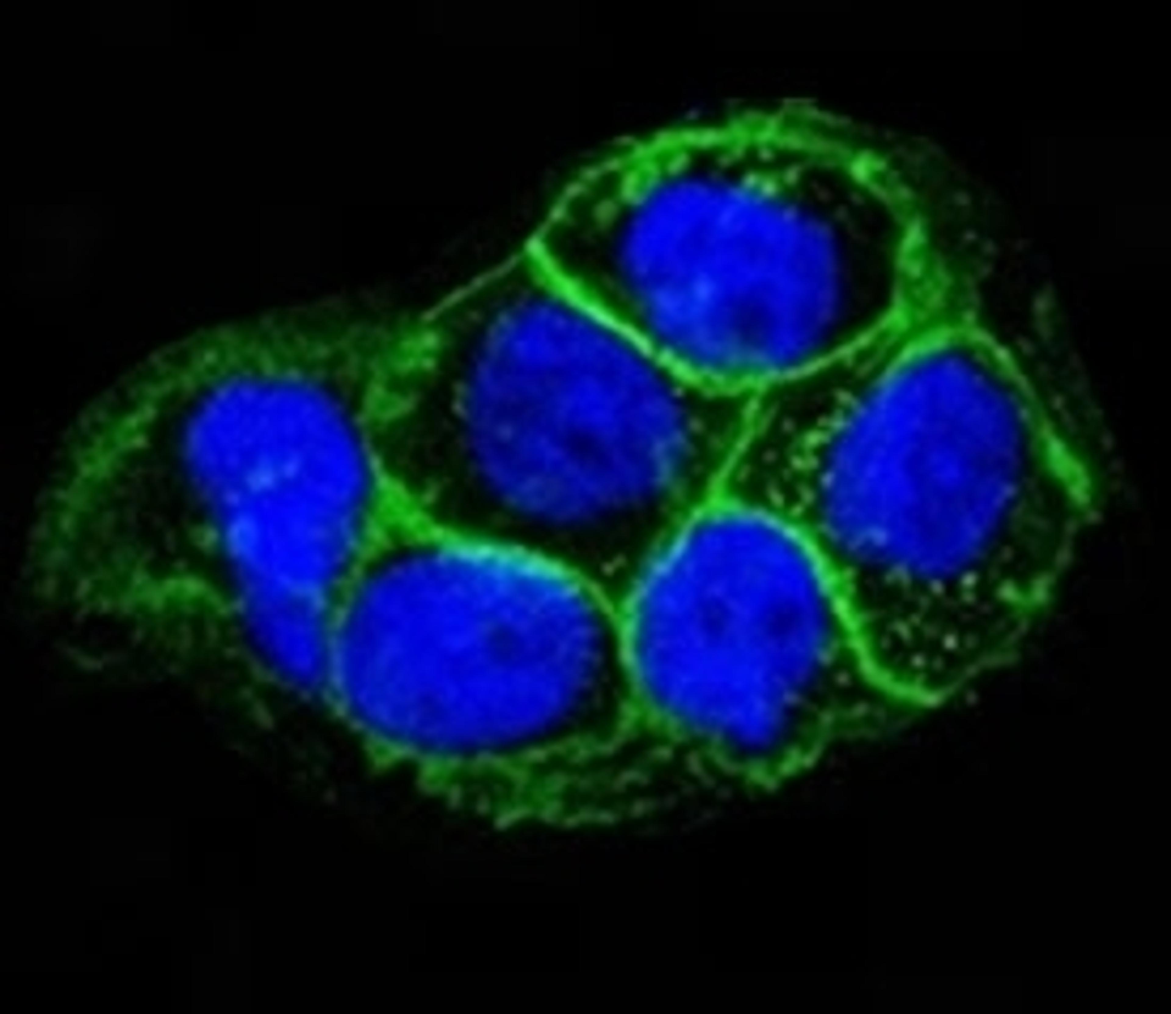 Immunofluorescent testing of A431 cells and Alexa Fluor conjugated EGFR antibody (green) with DAPI nuclear stain (blue).