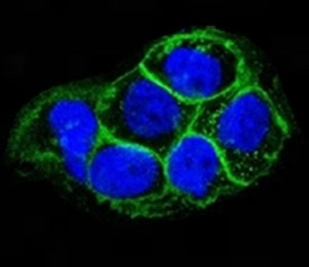 Immunofluorescent testing of A431 cells and Alexa Fluor conjugated EGFR antibody (green) with DAPI nuclear stain (blue).