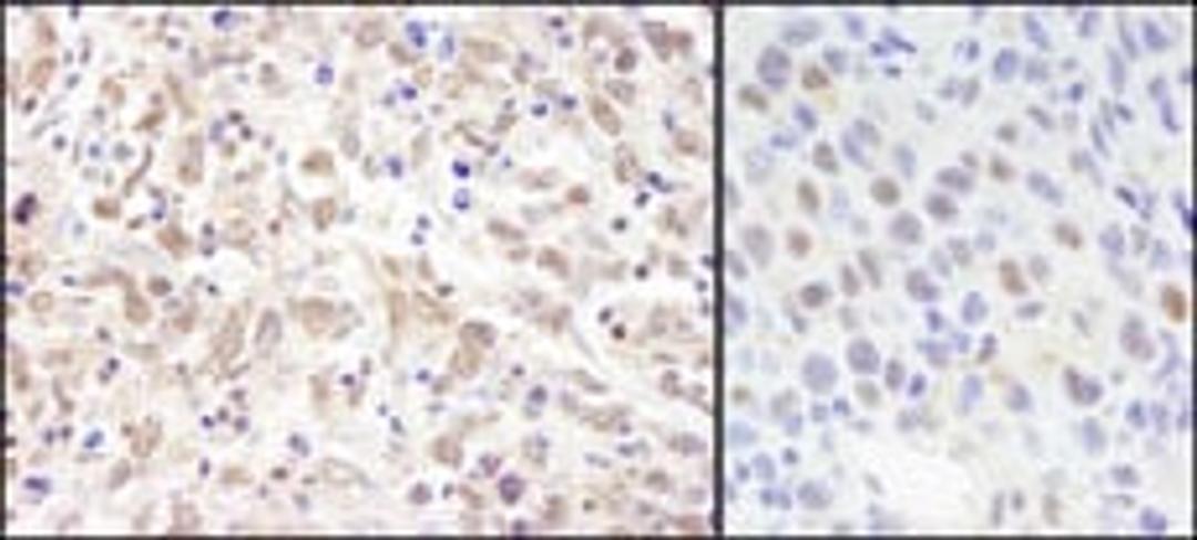 Detection of human and mouse Sin3A by immunohistochemistry.