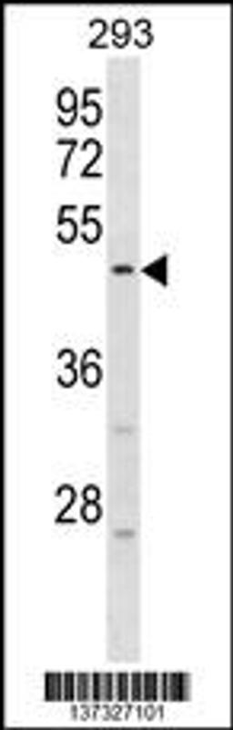 Western blot analysis in 293 cell line lysates (35ug/lane).