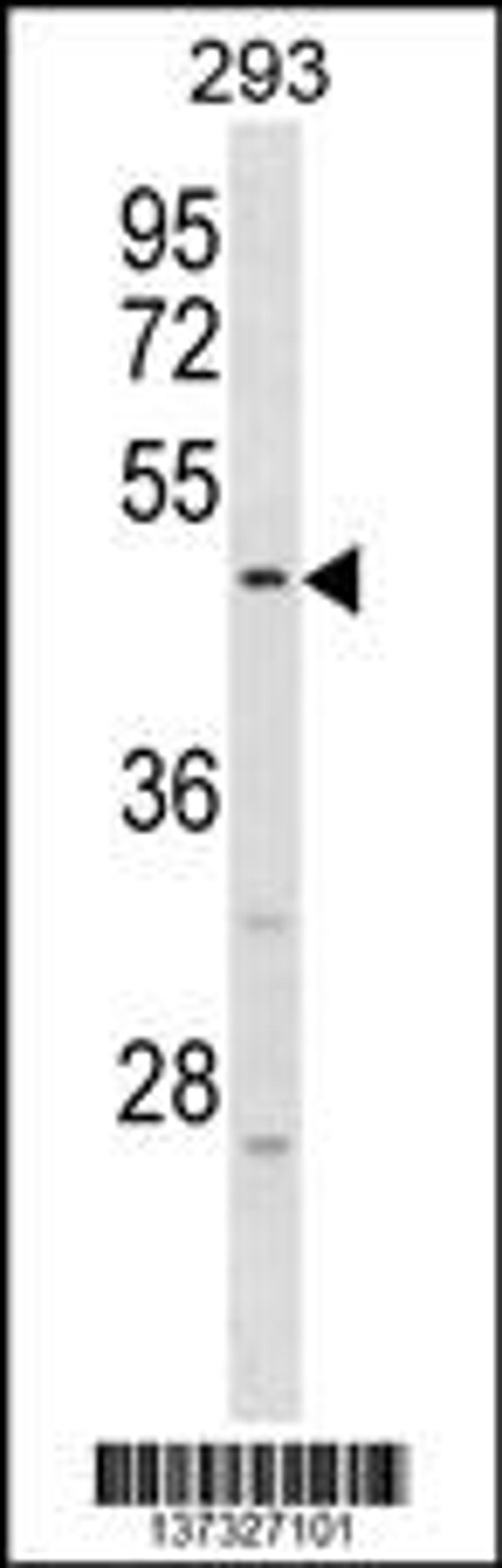 Western blot analysis in 293 cell line lysates (35ug/lane).