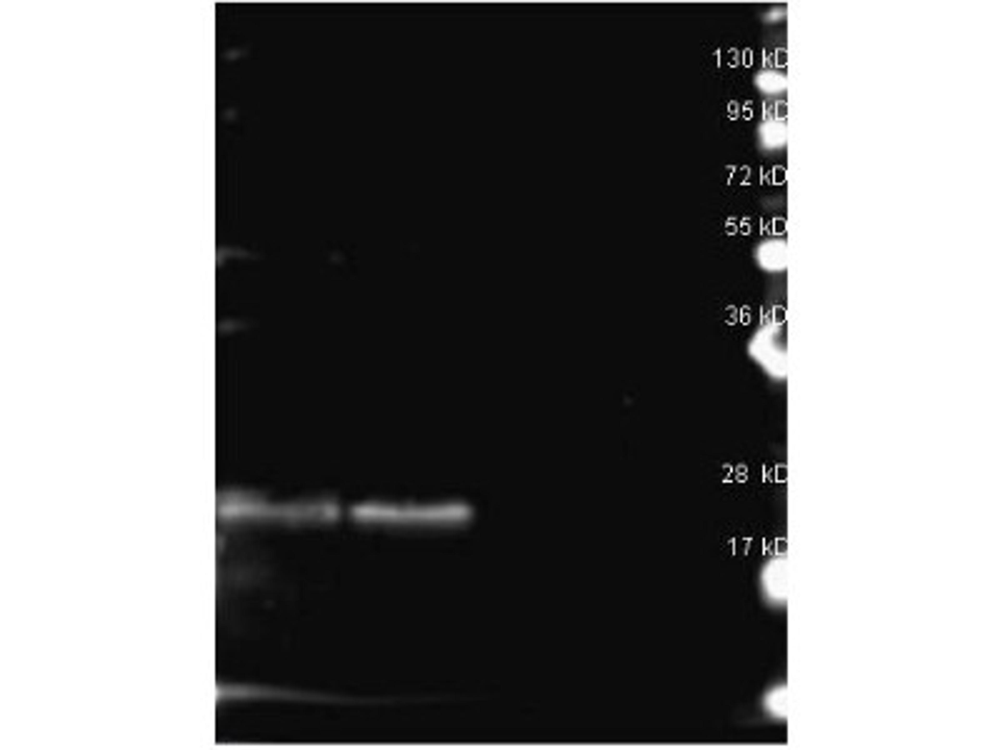 Western Blot: B-Phycoerythrin Antibody [NB120-7011] - Lane 1: B-Phycoerythrin reduced. Lane 2: B-Phycoerythrin reduced. Lane 3: none. Load: ~1ug per lane. Primary antibody: b-Phycoerythrin antibody at 1:1000 for overnight at 4C. Secondary antibody: Dylight 649 conjugated Donkey anti rabbit secondary antibody at 1:10,000 for 1.5 hrs at RT. Block: MB-070 overnight at 4C. Predicted/Observed size: 18.5 kDa, ~25 kDa for Gli-2.