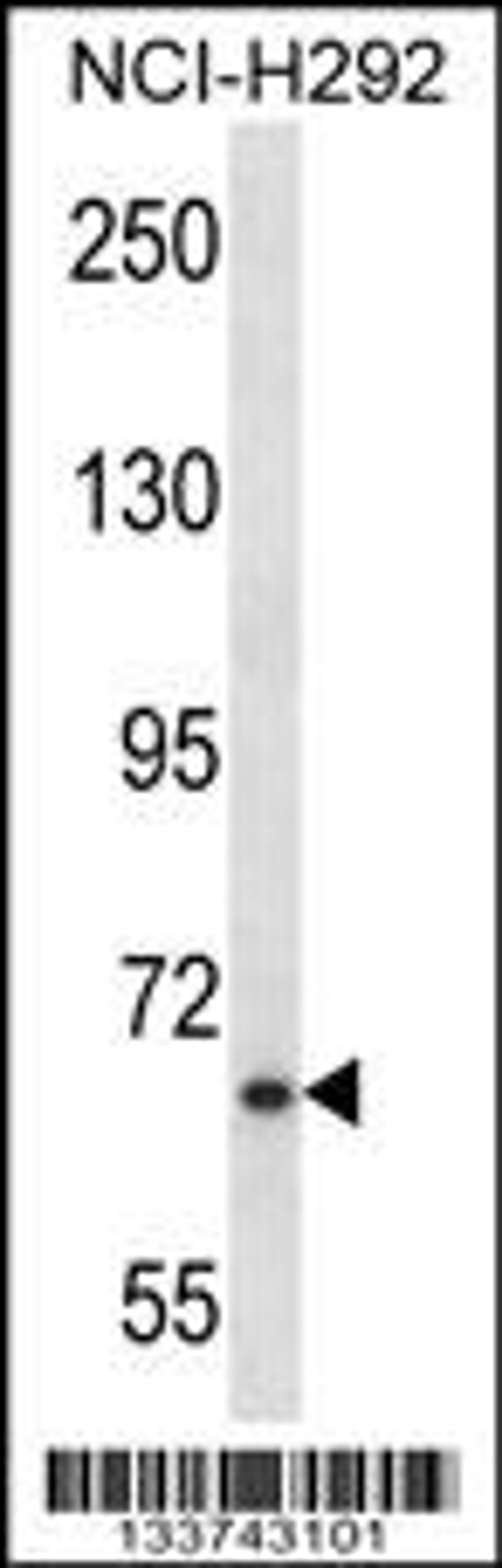 Western blot analysis in NCI-H292 cell line lysates (35ug/lane).