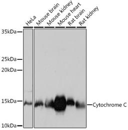 Western blot - Cytochrome C Rabbit mAb (A4912)