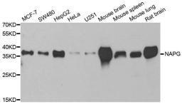 Western blot analysis of extracts of various cell lines using NAPG antibody