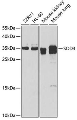 Western blot - SOD3 antibody (A6984)