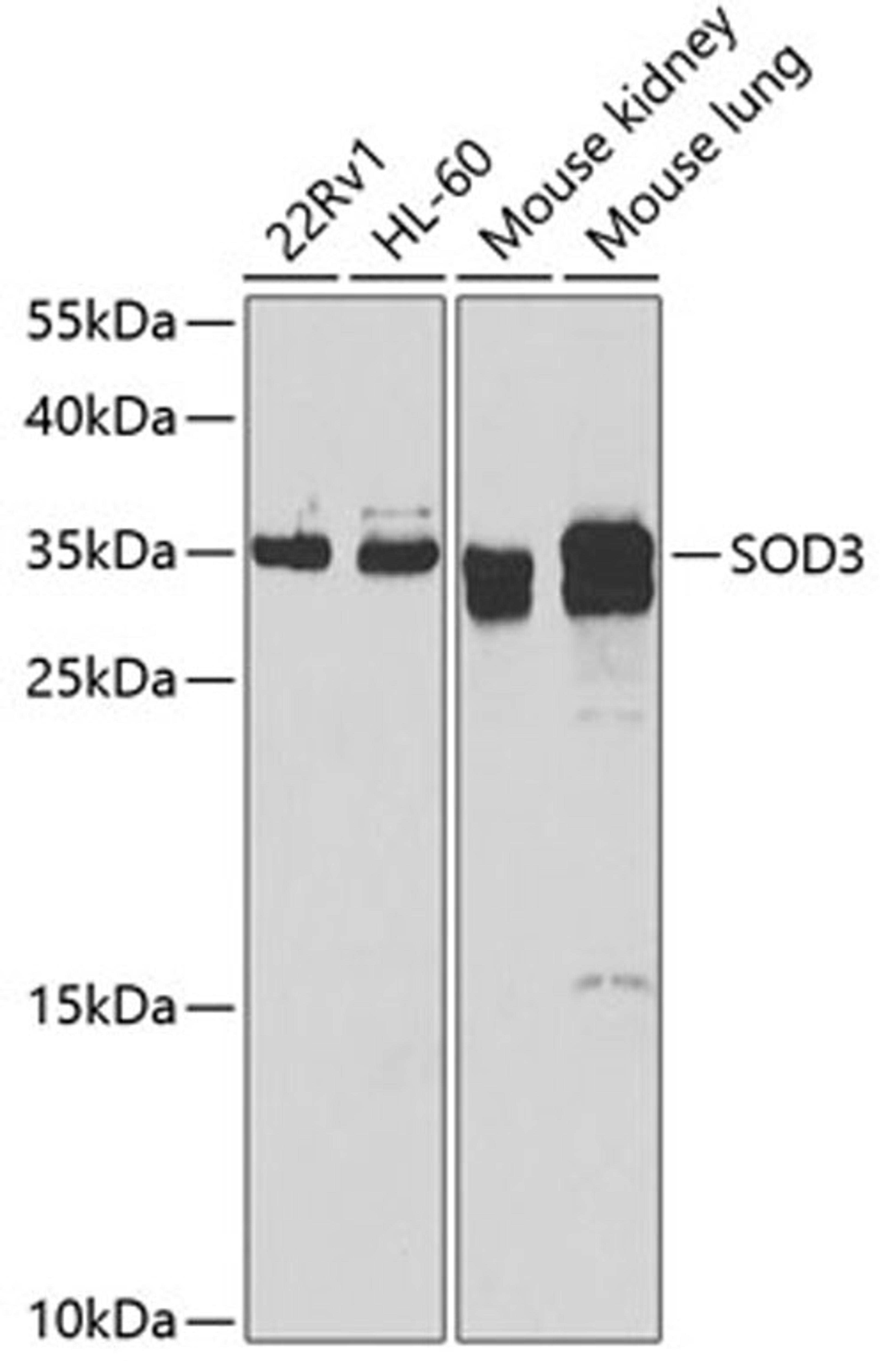 Western blot - SOD3 antibody (A6984)