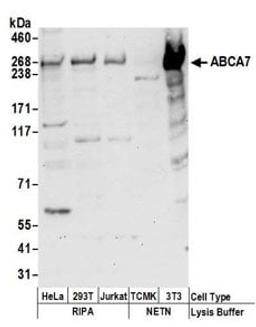 Detection of human and mouse ABCA7 by western blot.