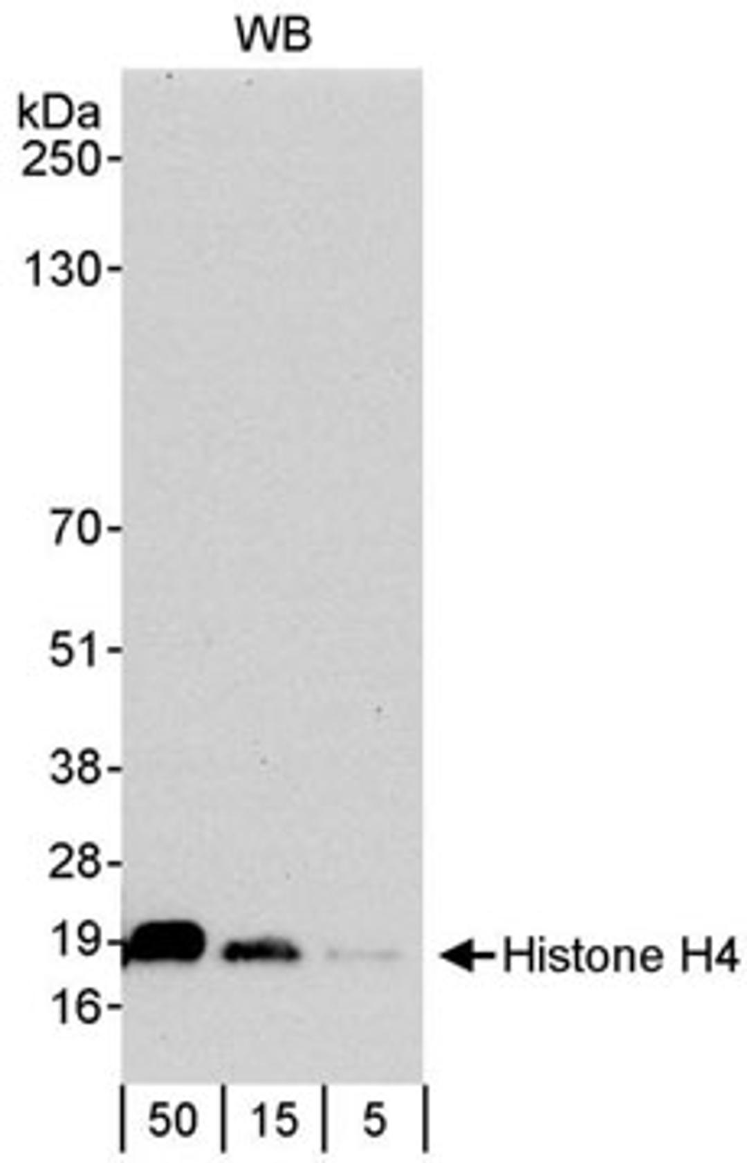 Detection of human Histone H4 by western blot.