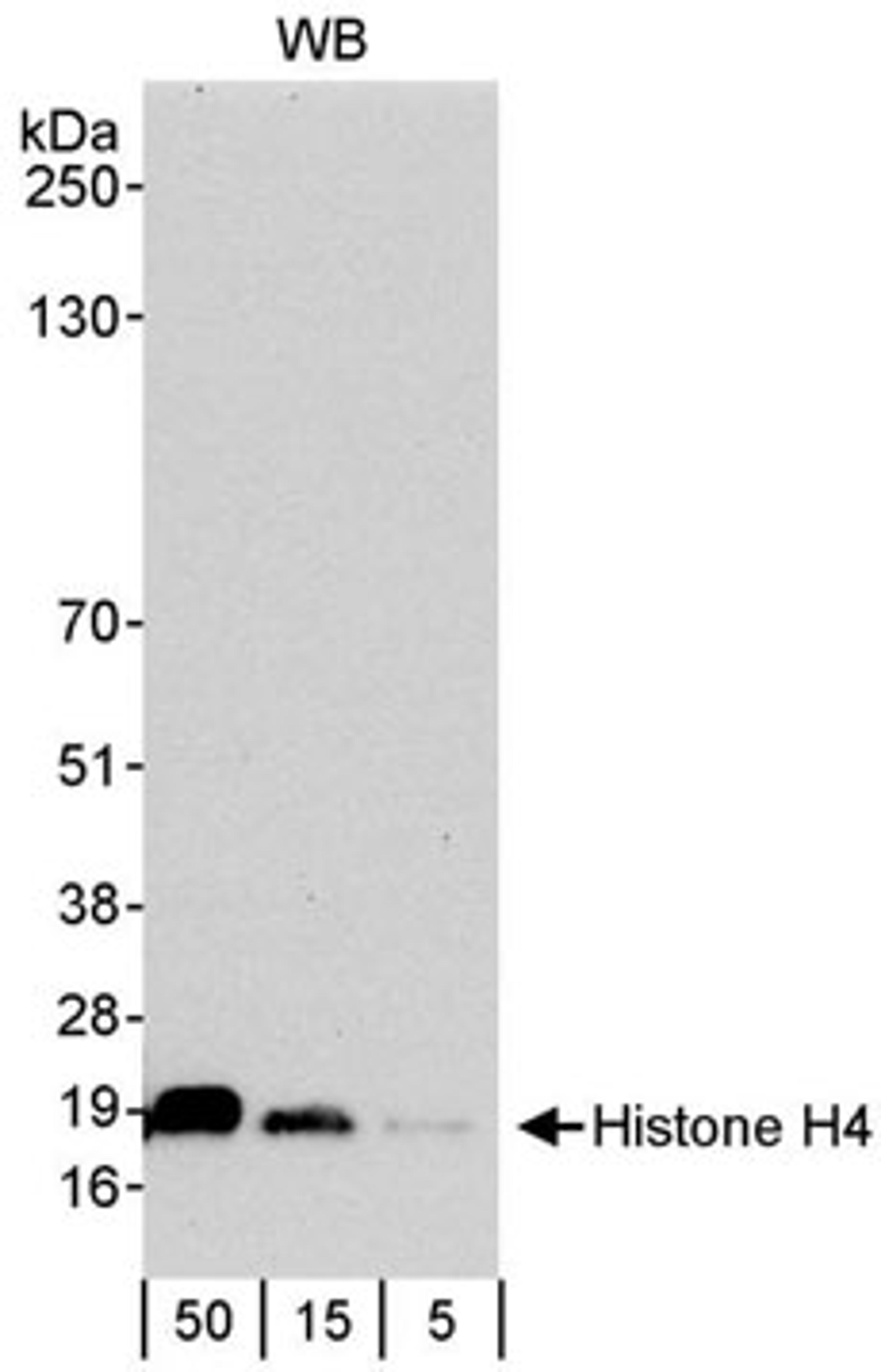 Detection of human Histone H4 by western blot.