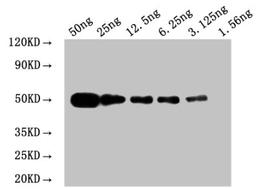 WB: Mouse anti Myc-tagged fusion protein Monoclonal antibody at 1.6ug/ml. Lane 1: Recombinant Myc-tagged fusion protein at 50ng. Lane 2: Recombinant Myc-tagged fusion protein at 25ng. Lane 3: Recombinant Myc-tagged fusion protein at 12.25ng. Lane 4: Recombinant Myc-tagged fusion protein at 6.25ng. Lane 5: Recombinant Myc-tagged fusion protein at 3.125ng. Lane 6: Recombinant Myc-tagged fusion protein at 1.5625ng. Secondary. Goat polyclonal to Mouse IgG at 1/50000 dilution. Predicted band size: 50 kd. Observed band size: 50 kd. 