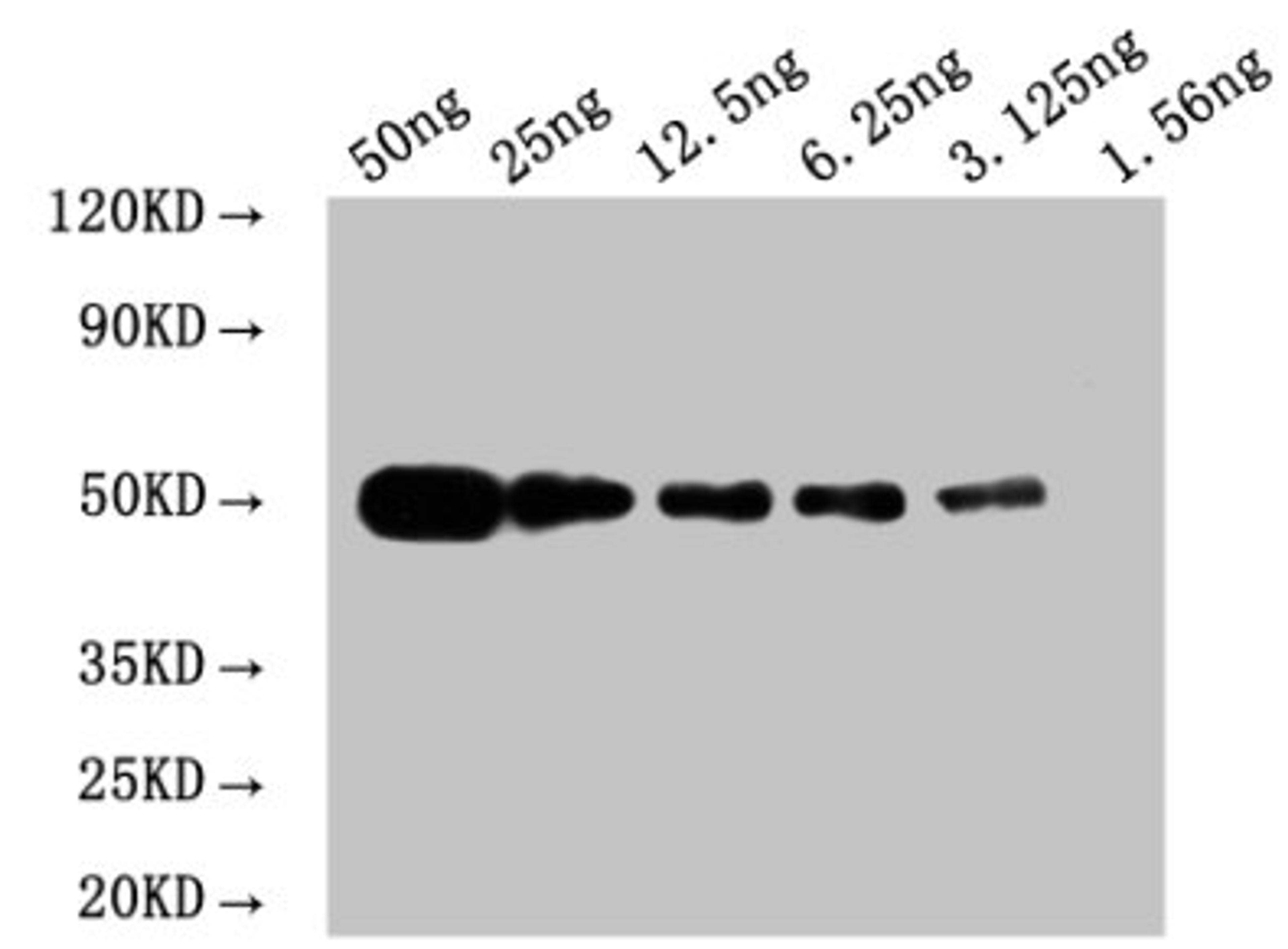 WB: Mouse anti Myc-tagged fusion protein Monoclonal antibody at 1.6ug/ml. Lane 1: Recombinant Myc-tagged fusion protein at 50ng. Lane 2: Recombinant Myc-tagged fusion protein at 25ng. Lane 3: Recombinant Myc-tagged fusion protein at 12.25ng. Lane 4: Recombinant Myc-tagged fusion protein at 6.25ng. Lane 5: Recombinant Myc-tagged fusion protein at 3.125ng. Lane 6: Recombinant Myc-tagged fusion protein at 1.5625ng. Secondary. Goat polyclonal to Mouse IgG at 1/50000 dilution. Predicted band size: 50 kd. Observed band size: 50 kd. 