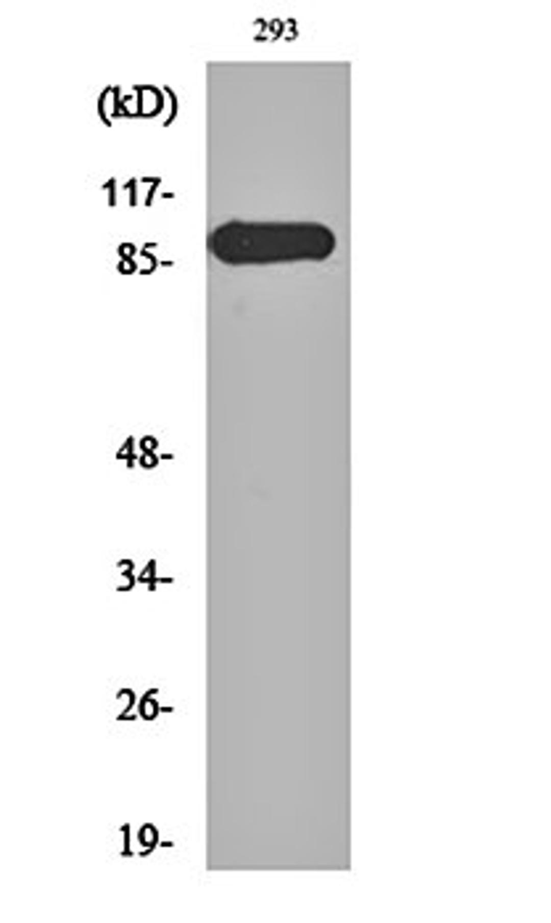 Western blot analysis of 293 cell lysates using ERK 3 antibody