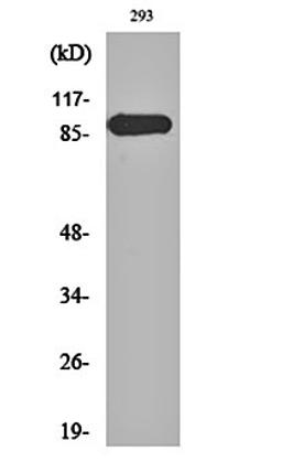 Western blot analysis of 293 cell lysates using ERK 3 antibody