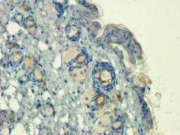 Immunohistochemical staining of paraffin embedded mouse skin tissue using anti-Mast Cell Chymase (2.5 ug/ml)