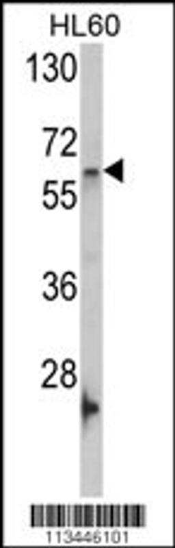 Western blot analysis of GNL3 Antibody in HL60 cell line lysates (35ug/lane)