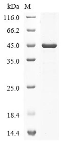 (Tris-Glycine gel) Discontinuous SDS-PAGE (reduced) with 5% enrichment gel and 15% separation gel.