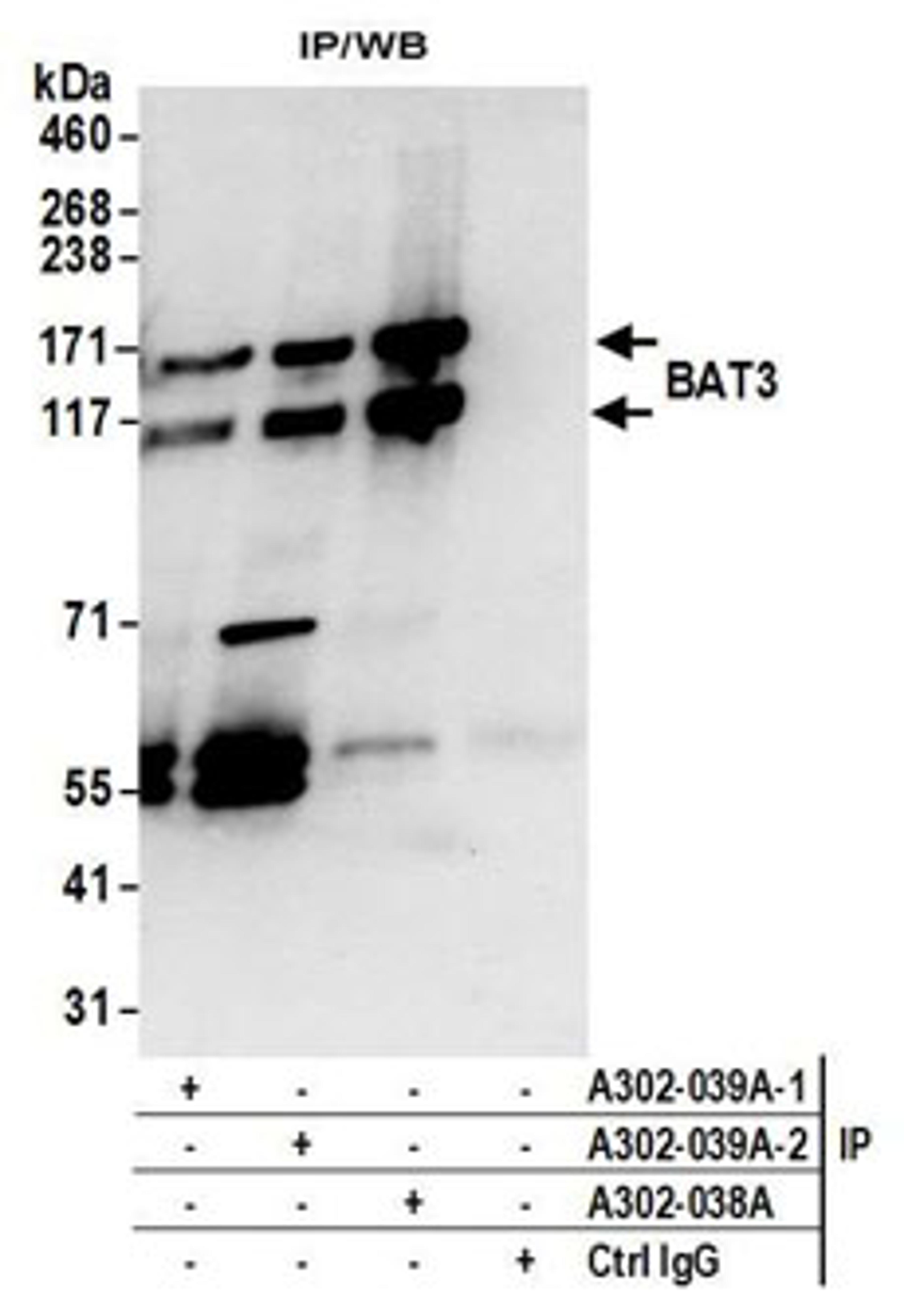 Detection of human BAT3 by western blot of immunoprecipitates.