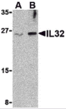 Western blot analysis of IL-32 in Jurkat cell lysate with IL-32 antibody at (A) 2.5 and (B) 5 μg/mL.