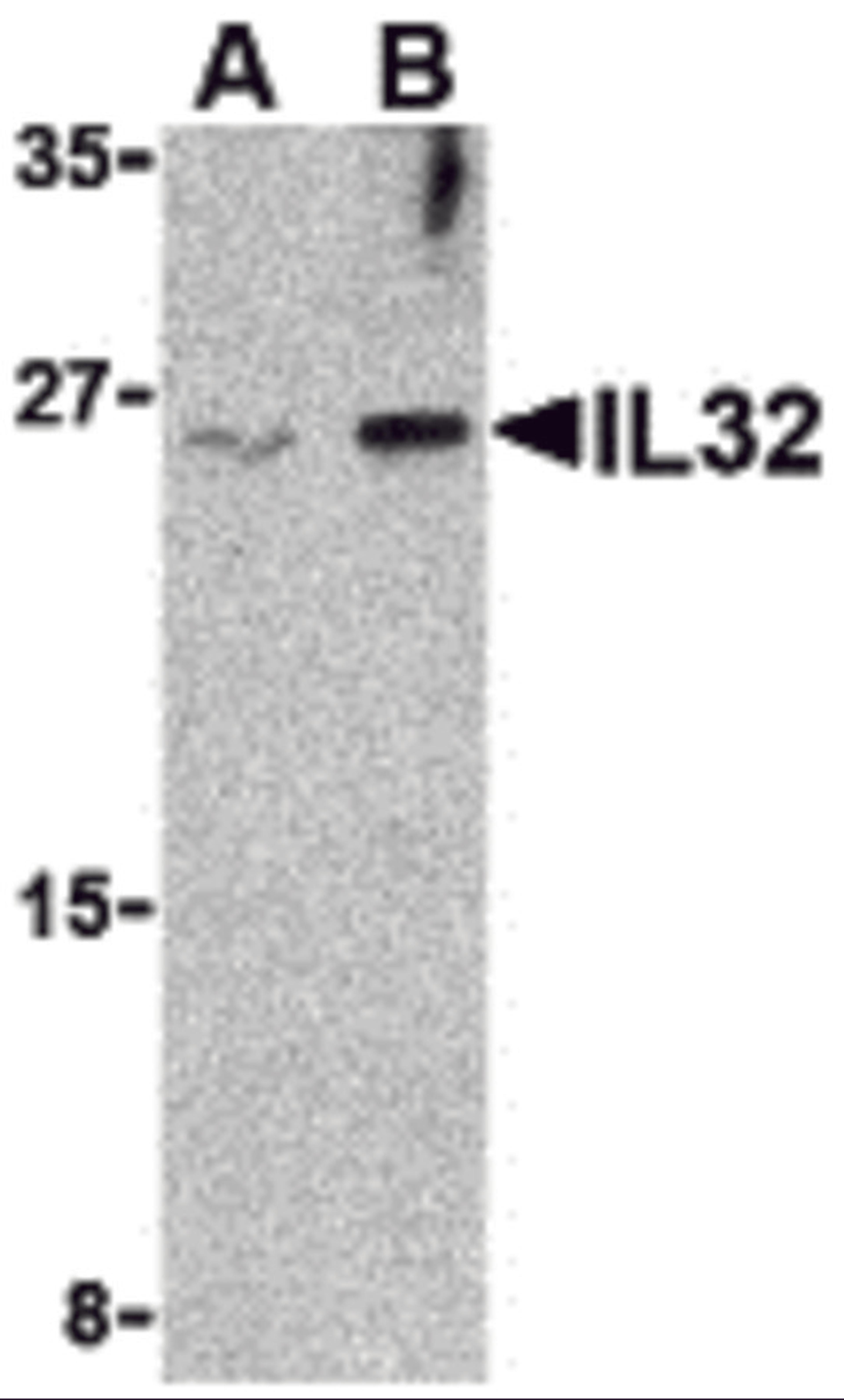 Western blot analysis of IL-32 in Jurkat cell lysate with IL-32 antibody at (A) 2.5 and (B) 5 μg/mL.