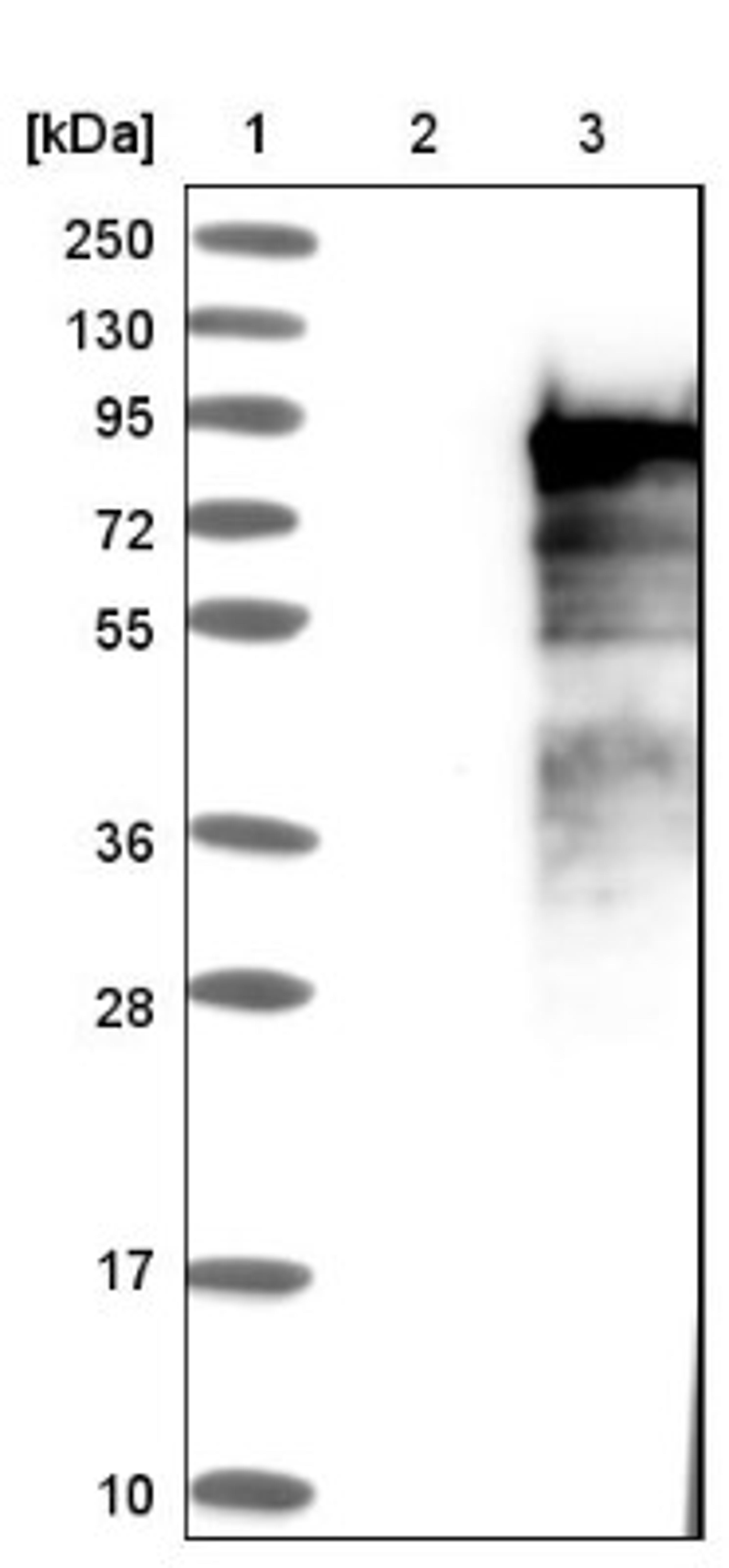 Western Blot: Begain Antibody [NBP1-82907] - Lane 1: Marker [kDa] 250, 130, 95, 72, 55, 36, 28, 17, 10<br/>Lane 2: Negative control (vector only transfected HEK293T lysate)<br/>Lane 3: Over-expression lysate (Co-expressed with a C-terminal myc-DDK tag (~3.1 kDa) in mammalian HEK293T cells, LY412260)