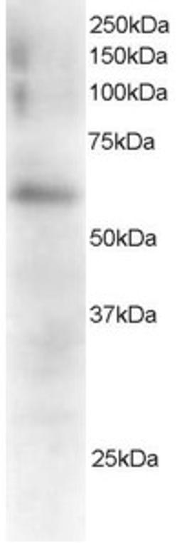 45-590 staining (0.5ug/ml) of Mouse Spleen extracts (RIPA buffer, 35ug total protein per lane). Primary incubated for 1 hour. Detected by western blot using chemiluminescence.