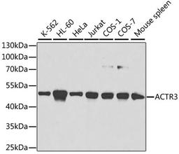 Western blot - ACTR3 antibody (A1064)