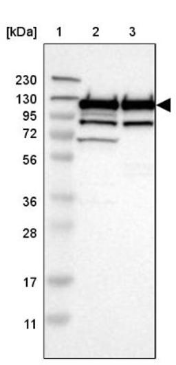 Western Blot: ARHGEF1 Antibody [NBP1-82843] - Lane 1: Marker [kDa] 230, 130, 95, 72, 56, 36, 28, 17, 11<br/>Lane 2: Human cell line RT-4<br/>Lane 3: Human cell line U-251MG sp